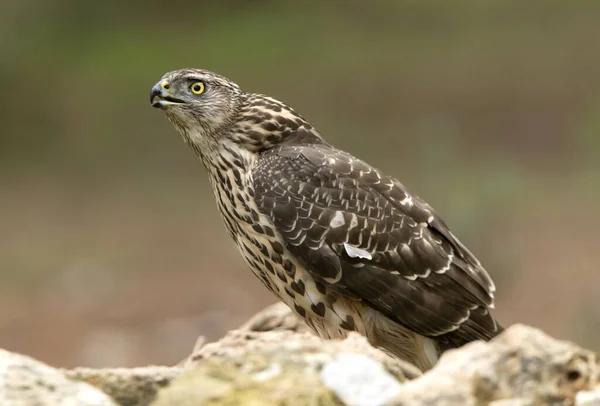 Young Female Northern Goshawk Oak Pine Forest Late Afternoon Lights — стокове фото