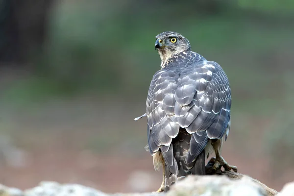 Mladá Fenka Severní Goshawk Dubovém Borovém Lese Pozdními Odpoledními Světly — Stock fotografie