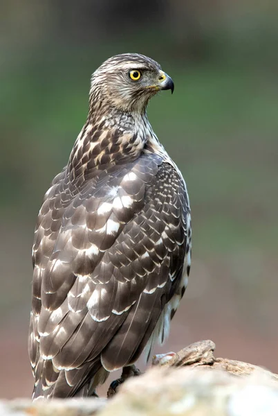 Young Female Northern Goshawk Oak Pine Forest Late Afternoon Lights — Stockfoto