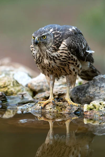 Mladá Jednoletá Žena Severního Goshawku Která Pije Přirozeném Vodním Bodě — Stock fotografie