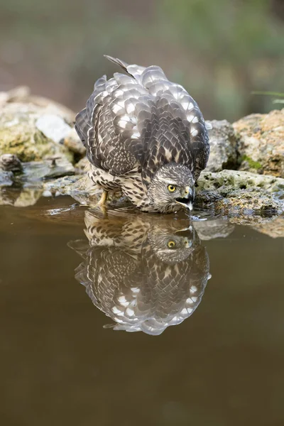 Young One Year Old Northern Goshawk Female Drinking Natural Water — Stockfoto