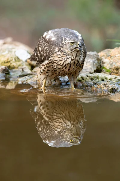 Junge Einjährige Habicht Weibchen Trinken Einer Natürlichen Wasserstelle Einem Kiefern — Stockfoto