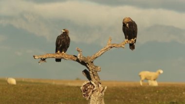 Beş yaşında erkek ve yetişkin kadın İspanyol İmparatorluk Kartalı günün ilk ışıklarıyla en sevdikleri gözetleme kulesinde