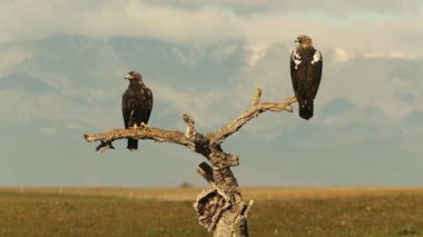 Beş yaşında erkek ve yetişkin kadın İspanyol İmparatorluk Kartalı günün ilk ışıklarıyla en sevdikleri gözetleme kulesinde
