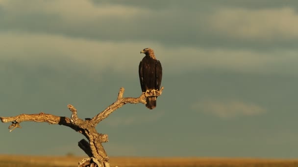 西班牙皇鹰 有寒冷冬日的晨光 — 图库视频影像