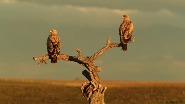 Two Young Spanish Imperial Eagles Favorite Watchtower Dawn Lights Cold — Stock Video