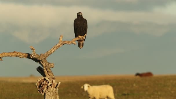 Águila Imperial Española Con Las Luces Del Amanecer Frío Día — Vídeo de stock