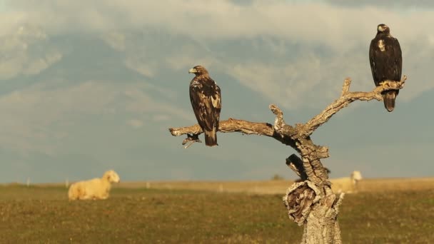 Aigle Impérial Espagnol Aux Aurores Une Froide Journée Hiver — Video