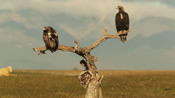 Beş Yaşında Erkek Yetişkin Kadın Spanyol Mparatorluk Kartalı Günün Ilk — Stok video