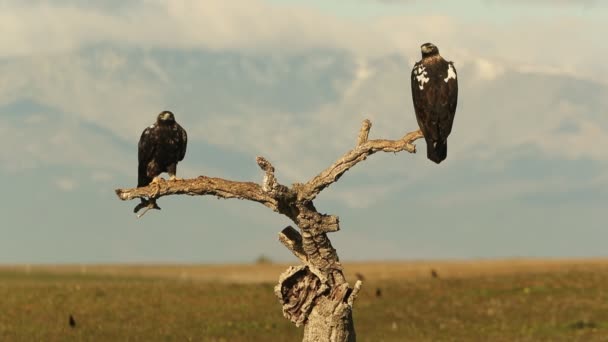 Pięcioletni Mężczyzna Dorosła Kobieta Hiszpański Imperial Eagle Ich Ulubionej Wieży — Wideo stockowe