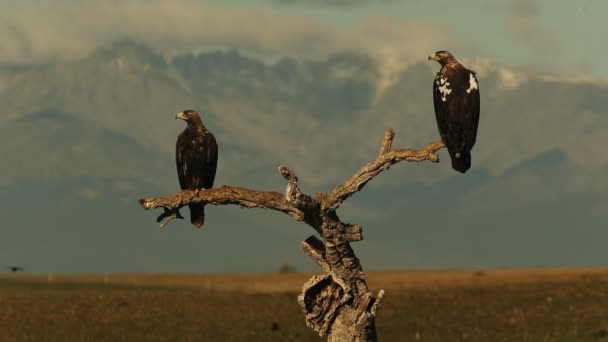 Fem Gammal Man Och Vuxen Kvinna Spanska Imperial Eagle Sin — Stockvideo