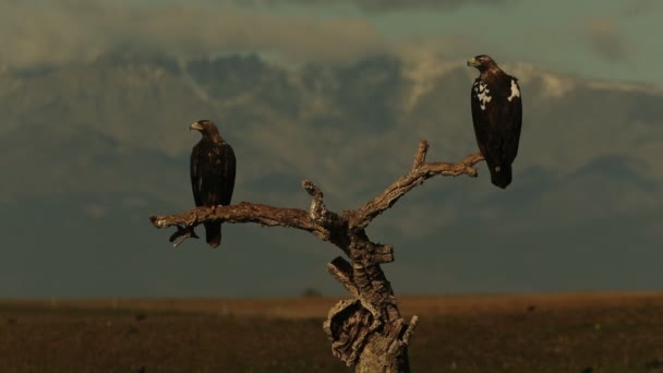 Vulturul Imperial Spaniol Vârstă Cinci Ani Turnul Veghe Preferat Prima — Videoclip de stoc