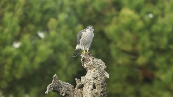 Rödögda Vuxna Hane Northern Goshawk Sin Favorit Jaktutsiktspunkt Tall Och — Stockvideo