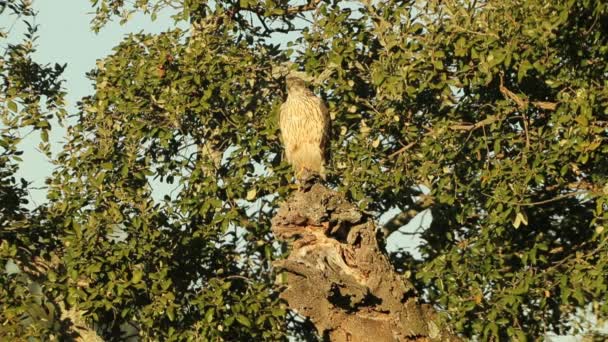 Young Female Northern Goshawk Oak Pine Forest Last Light Afternoon — Stock Video