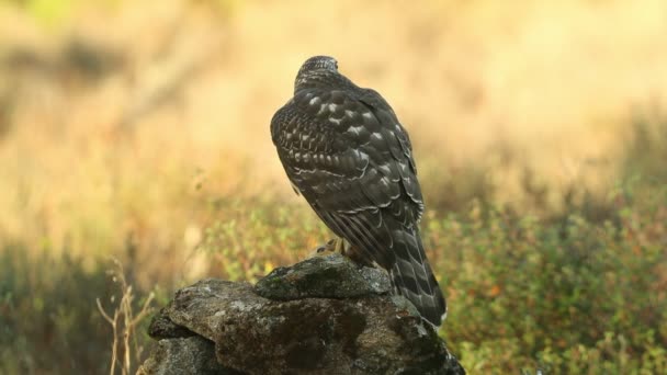 Young Female Northern Goshawk Oak Pine Forest Last Light Afternoon — Stock Video