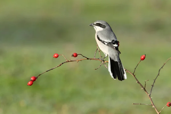 Soğuk Bir Kış Gününde Günün Ilk Işıklarıyla Güneyli Gri Ördek — Stok fotoğraf