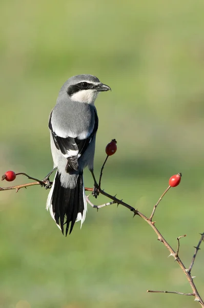 Southern Grey Shrike Male His Hunting Territory Cold Winter Day — Stock Photo, Image