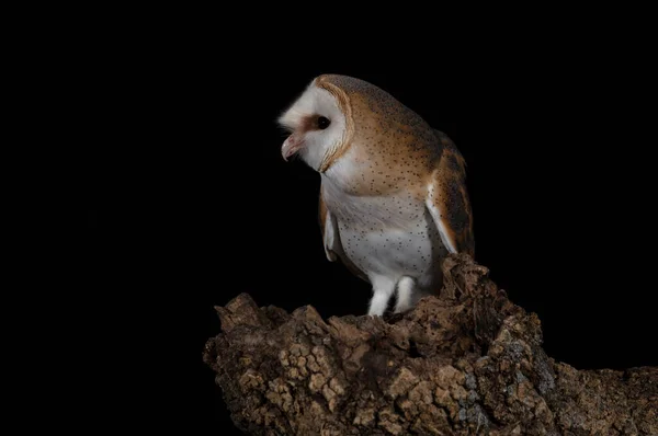 Barn Owl His Favorite Night Hunting Watchtower Cold Dark Winter — Stock Photo, Image