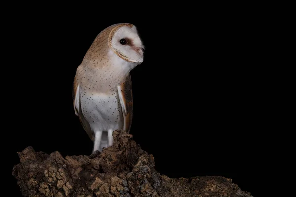 Barn Owl His Favorite Night Hunting Watchtower Cold Dark Winter — Stock Photo, Image