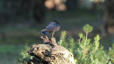 Çam ve meşe ormanındaki leş kargası Öğleden sonra son ışıklarıyla