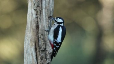 Dişi Büyük Benekli Ağaçkakan, öğleden sonra son ışıklarıyla meşe ve çam ormanlarında