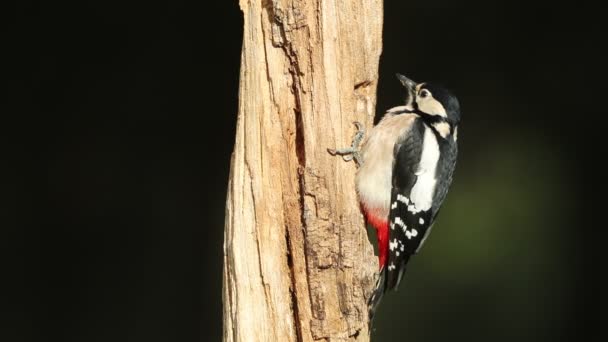 Female Great Spotted Woodpecker Oak Pine Forest Last Lights Afternoon — Stock Video