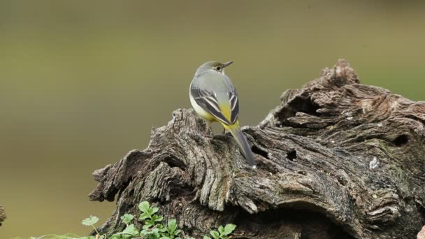Gray Wagtail Natural Water Point Oak Pine Forest Last Lights — Stock Video