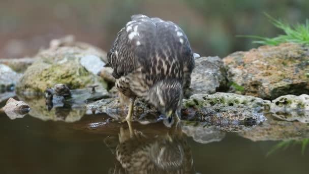 Young Female Northern Goshawk Drinking Natural Water Point Oak Pine — Stock Video
