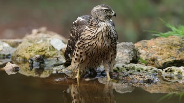 Jeune Autour Des Palombes Femelles Buvant Point Eau Naturel Dans — Video