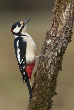 Büyük benekli ağaçkakan bir meşe ağacının gövdesinde Bulutlu bir kış günü Çam ve meşe ormanında