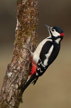 Büyük benekli ağaçkakan bir meşe ağacının gövdesinde Bulutlu bir kış günü Çam ve meşe ormanında