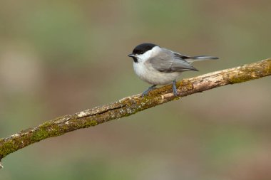 Marsh tit on a cloudy winter day in an oak forest