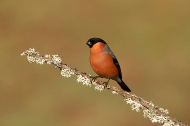 Avrasya ispinozu erkek, bulutlu bir günde üreme tüyleri içinde.