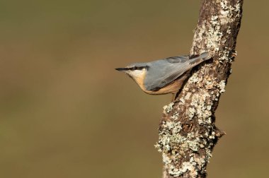 Bir meşe ormanında bulutlu bir kış gününde Avrasya tımarhanesi