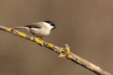 Marsh tit on a cloudy winter day in an oak forest
