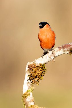 Avrasya ispinozu erkek, bulutlu bir günde üreme tüyleri içinde.