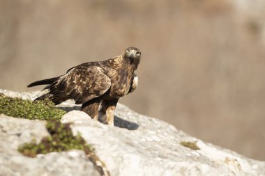 Yetişkin erkek Altın Kartal günün ilk ışıklarıyla kendi bölgesinin dağlık bir bölgesinde bir kayanın üzerinde