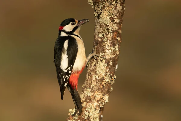 Great Spotted Woodpecker Oak Tree Trunk Cloudy Winter Day Pine — Stock Photo, Image