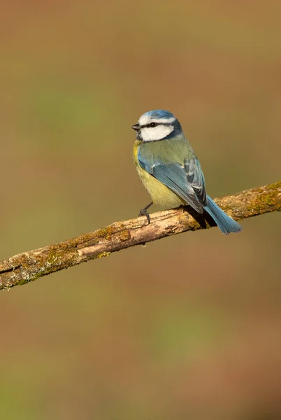 Blue Tit First Light Morning Oak Forest Cold Cloudy Winter — Stockfoto