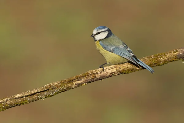 Blue Tit First Light Morning Oak Forest Cold Cloudy Winter — Stockfoto