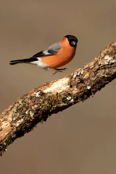 Eurasian Bullfinch Pes Last Light Day Breeding Peří Cloudy Day — Stock fotografie