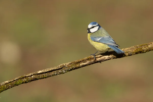 Blue Tit First Light Morning Oak Forest Cold Cloudy Winter — Stok fotoğraf