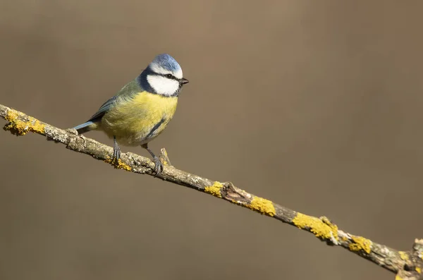 Blue Tit First Light Morning Oak Forest Cold Cloudy Winter —  Fotos de Stock