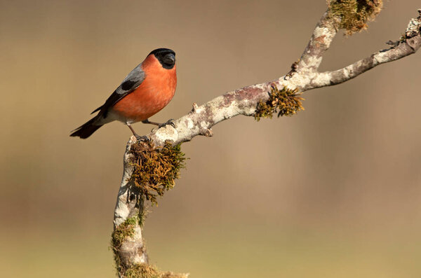 Eurasian bullfinch male in last light of day in breeding plumage on a cloudy day