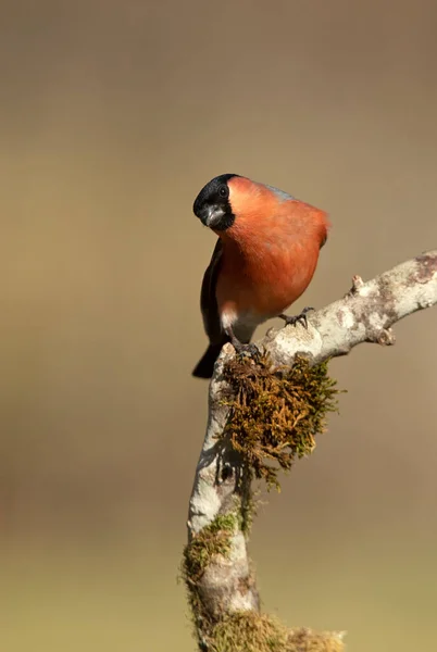 Eurasiatico Bullfinch Maschio Ultima Luce Giorno Allevamento Piumaggio Nuvoloso Giorno — Foto Stock