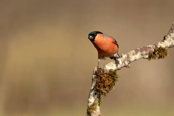 Gimpelmännchen Letzten Licht Des Tages Brutgefieder Einem Bewölkten Tag — Stockfoto