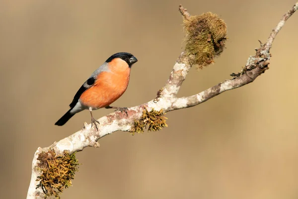 Avrasya ispinozu erkek, bulutlu bir günde üreme tüyleri içinde.