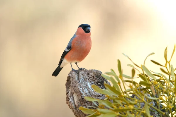 Eurasian Bullfinch Male Last Light Day Breeding Plumage Cloudy Day — Stock Photo, Image