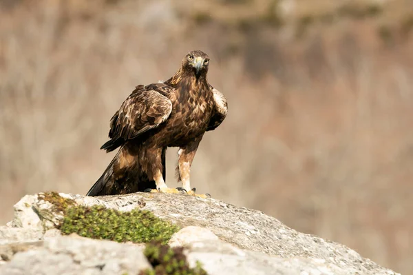 Volwassen Mannetje Golden Eagle Met Het Eerste Daglicht Een Bergachtig — Stockfoto