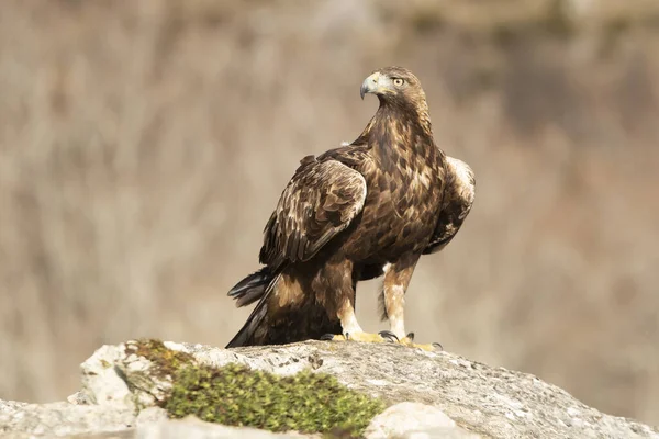 Volwassen Mannetje Golden Eagle Met Het Eerste Daglicht Een Bergachtig — Stockfoto